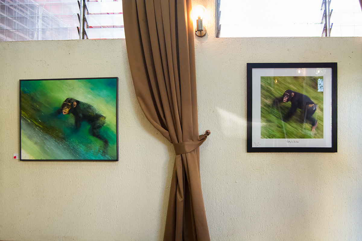 Taga’s interpretation in oil (left) of my photographic image of  Ngamba chimp Kikyo titled ‘Poetry in Motion’ (right)